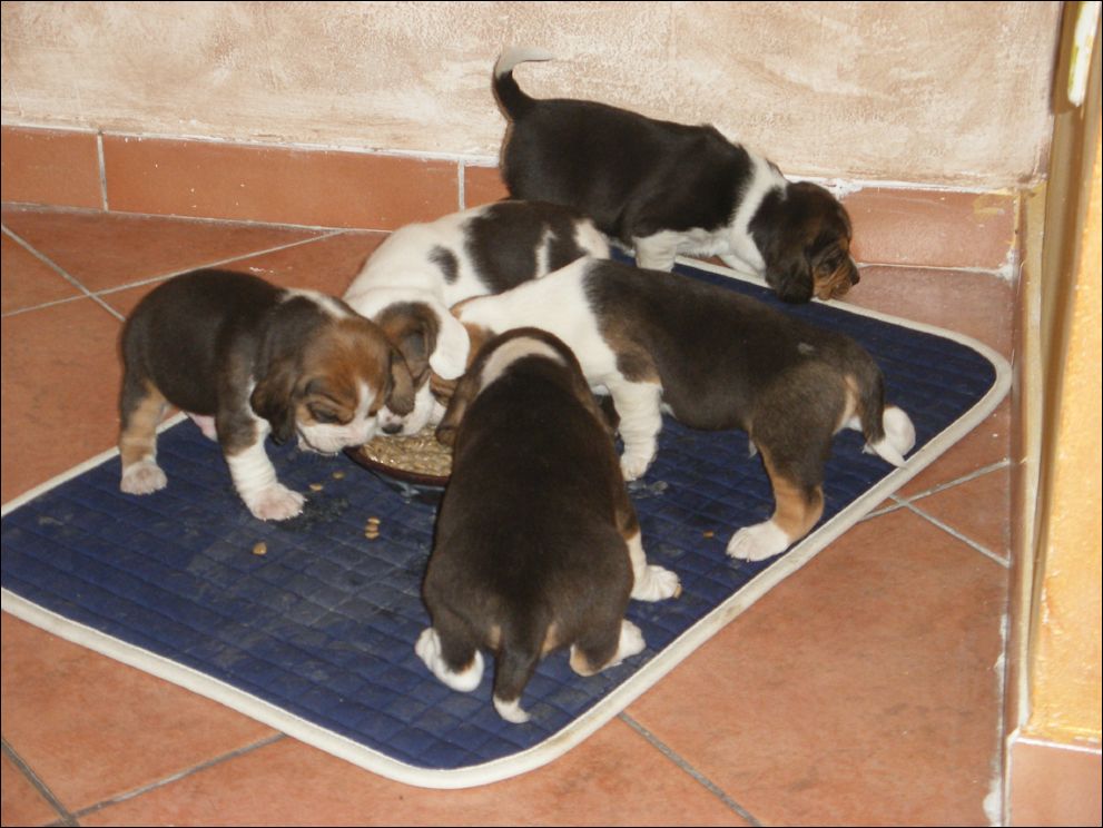 cuccioli amelie-72